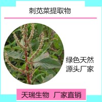 白苋菜提取物 白苋菜浓缩粉天瑞生物厂家