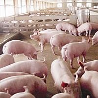 育肥猪怎样长的快 优农康猪饲料添加剂专业