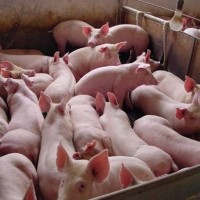 育肥猪增重 育肥猪饲料添加剂