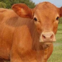 牛犊育肥用优农康 促进小牛快速长膘