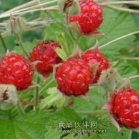 菝葜提取物，菝葜根提取物，天然植物提取物厂家直销