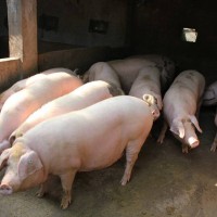 猪快速催肥方法 优农康添加剂喂猪效益高