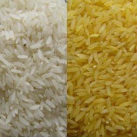 济南盛润供应营养米加工设备