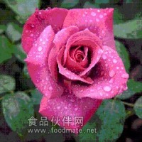 日化级玫瑰香精 玫瑰精油 食品级玫瑰香精 工业级玫瑰香精