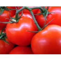 番茄红素 lycopene 10%-96%