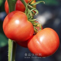 供应食品级番茄红色素
