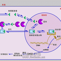 小分抑制剂-多型号