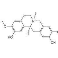 黄柏碱 HPLC≥98%