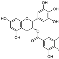 表没食子儿茶素没食子酸酯 EGCG