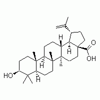 白桦脂酸 桦木酸