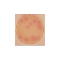 3M高灵敏度大肠菌群测试片