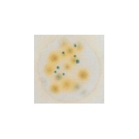 3M 霉菌和酵母菌测试片