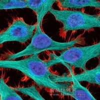 鼠胚胎成纤维细胞