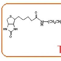 生物素聚乙二醇马来酰亚胺
