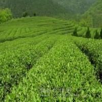 厂家供应绿茶提取物，高质量保证。