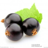 黑加仑提取物花青素花色甙30%Black Currant extract