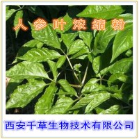 人参叶浓缩粉 厂家生产动植物提取物 定做天然流浸膏