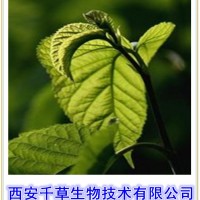 桑叶提取物 厂家专业生产动植物提取物定做桑叶浓缩流浸膏