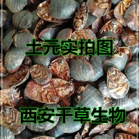 土鳖水溶粉 厂家生产动植物提取物定做流浸膏