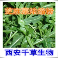 芝麻菜提取物芝麻菜浓缩汁粉 厂家生产提取物 定做浸膏