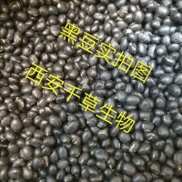 黑豆提取物粉厂家定制植物提取物 定做五谷熟粉