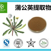 蒲公英提取物 蒲公英速溶粉 蒲公英黄酮  含量足