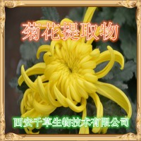 菊花提取物 厂家生产植物提取物定做菊花浓缩流浸膏