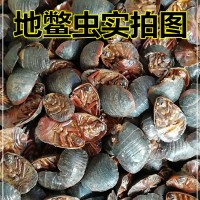 土鳖浸膏粉 厂家专业定制植物提取物浓缩流浸膏