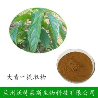 大青叶 植物提取物 大青叶浸膏粉供应