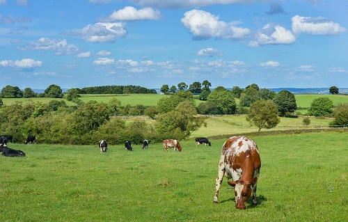 livestock-601277_960_720 - 副本.jpg