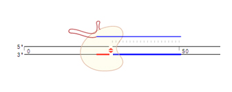 Cas9 cut