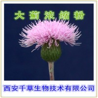 大蓟浓缩粉 厂家专业生产植物提取物定做大蓟流浸膏