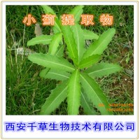 小蓟提取物 厂家生产植物提取物定做小蓟浓缩流浸膏