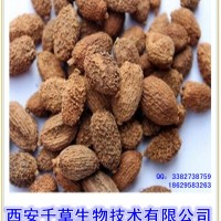 砂仁浓缩粉 厂家生产植物提取物定做砂仁流浸膏