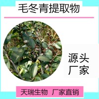 毛冬青提取物10:1毛冬青黄酮厂家批发