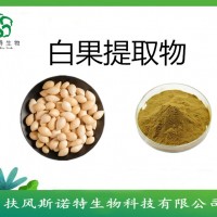 白果提取物   白果粉 斯诺特