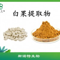 白果提取物  白果粉  斯诺特厂家供应