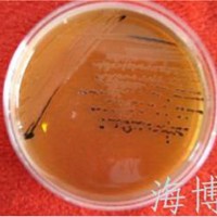 沙门氏菌、志贺氏菌检验胆硫乳琼脂（DHL）