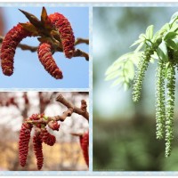 斯诺特杨树花提取植物多糖 杨树花提取物