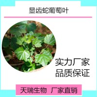 显齿蛇葡萄叶提取物显齿蛇葡萄叶速溶粉水提食品原料源头厂家