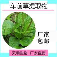 车前草提取物SC源头厂家源1公斤起订车前草皂甙 车前草多糖