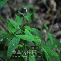 显脉香茶菜提取物    显脉香茶菜浸膏粉