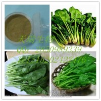菠菜浸膏粉 Spinach Extract
