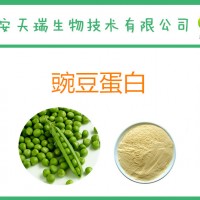 豌豆蛋白 蛋白质≥80% 豌豆提取物  固体饮料代餐粉