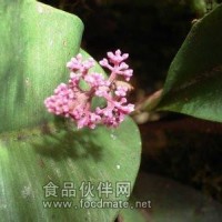 卡琪花蒂玛提取物   卡琪花蒂玛2：1   卡琪花蒂玛浸膏粉