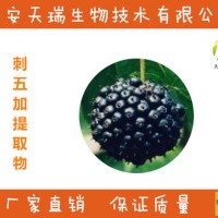 刺五加提取物  刺五加浓缩粉  刺五加浸膏粉