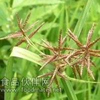 香附子粉 香附子速溶粉 纯粉现货