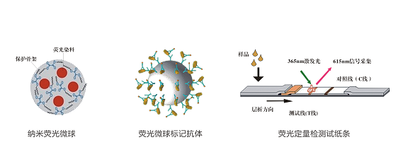 生物素检测卡2