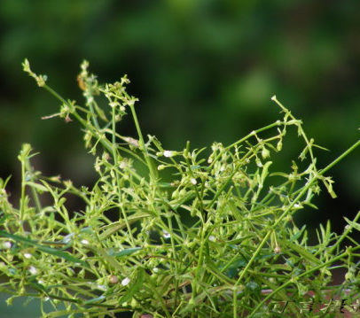 白花蛇舌草检测