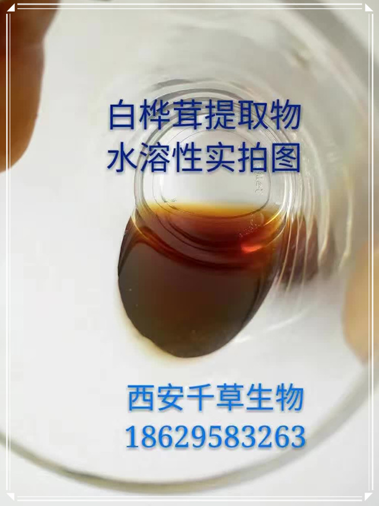 白桦茸实拍图0